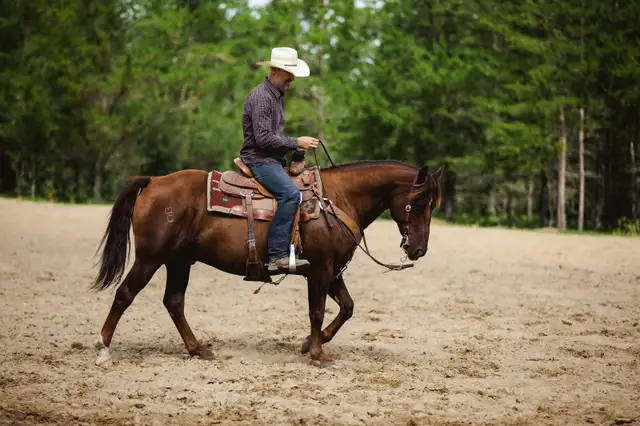 2019 AQHA GELDING FAMILY HORSE