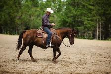 2019 AQHA GELDING FAMILY HORSE