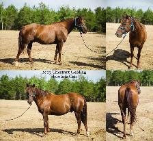 2019 AQHA GELDING FAMILY HORSE - Photo 2