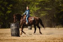 2019 AQHA GELDING FAMILY HORSE - Photo 5