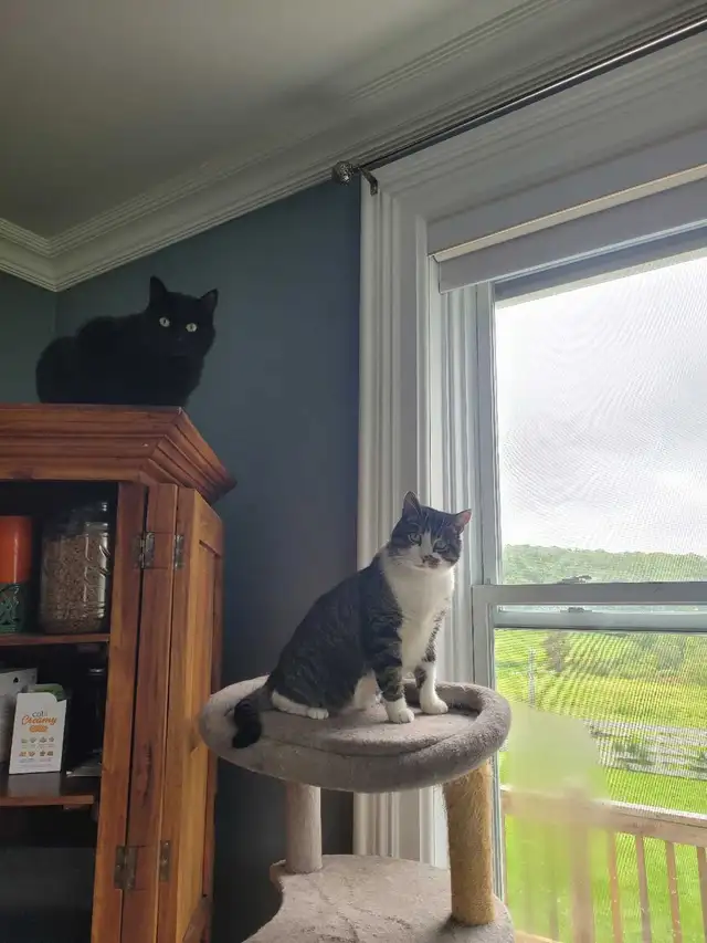 2 loving female cats❤️