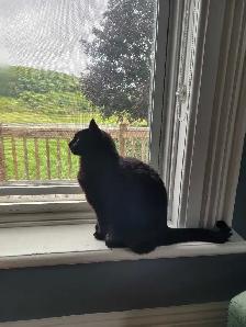 2 loving female cats❤️ - Photo 2