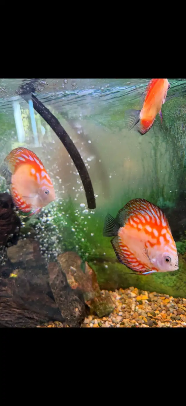 Discuss fish for sale they are 6 inches in sizeAsking $60