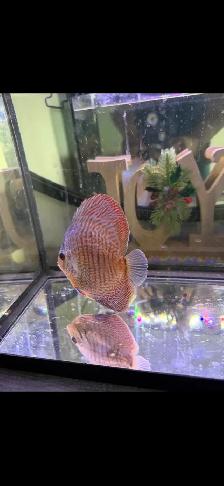 Discuss fish for sale they are 6 inches in sizeAsking $60 - Photo 2