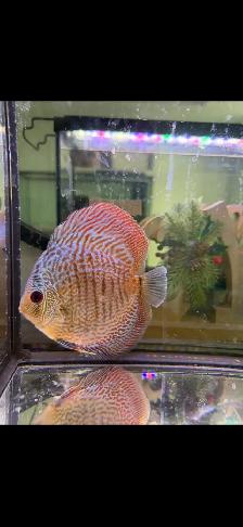 Discuss fish for sale they are 6 inches in sizeAsking $60 - Photo 3