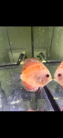 Discuss fish for sale they are 6 inches in sizeAsking $60 - Photo 5