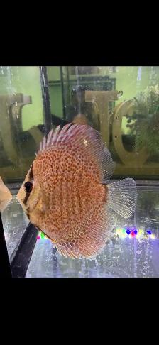 Discuss fish for sale they are 6 inches in sizeAsking $60 - Photo 6