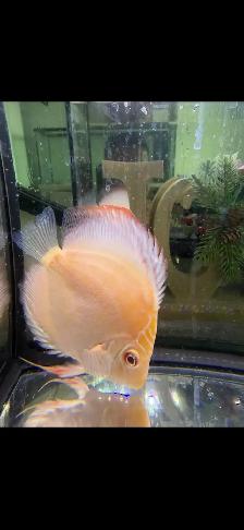 Discuss fish for sale they are 6 inches in sizeAsking $60 - Photo 7