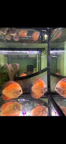 Discuss fish for sale they are 6 inches in sizeAsking $60 - Photo 8
