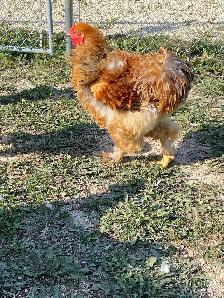 Beautiful Brahma roosters available