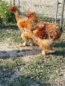 Beautiful Brahma roosters available - Photo 2
