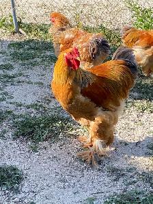 Beautiful Brahma roosters available - Photo 3