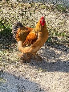 Beautiful Brahma roosters available - Photo 4