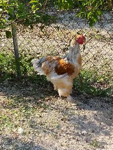 Beautiful Brahma roosters available - Photo 5
