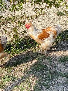 Beautiful Brahma roosters available - Photo 6