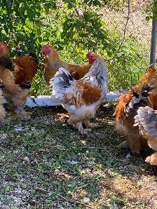 Beautiful Brahma roosters available - Photo 7