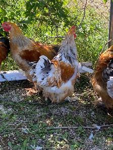 Beautiful Brahma roosters available - Photo 8