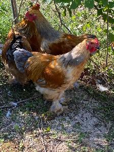Beautiful Brahma roosters available - Photo 9