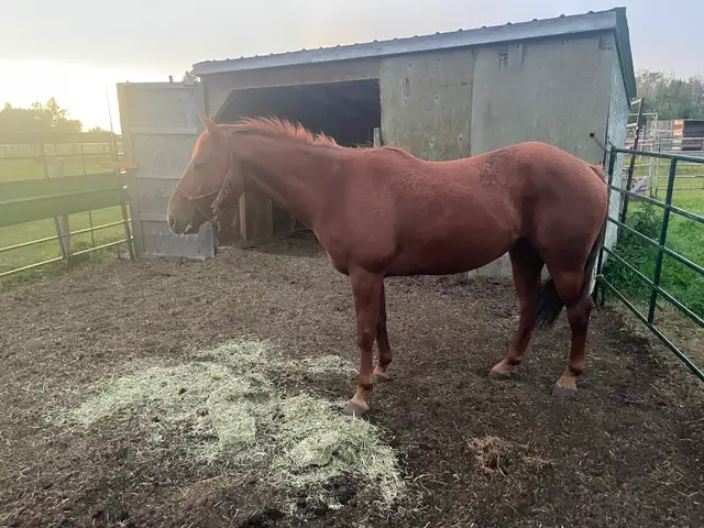 Gelding aprox 15 yrs $ 900Calls only 4038604478