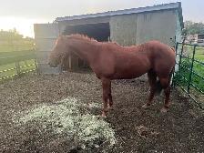 Gelding aprox 15 yrs $ 900Calls only 4038604478