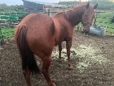 Gelding aprox 15 yrs $ 900Calls only 4038604478 - Photo 2