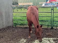 Gelding aprox 15 yrs $ 900Calls only 4038604478 - Photo 3