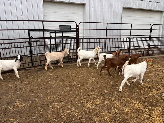 Boer Goats