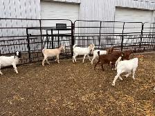 Boer Goats