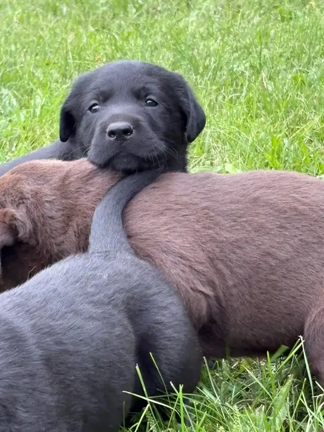 1 LEFT! Purebred Black And Chocolate Lab Puppies