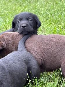 1 LEFT! Purebred Black And Chocolate Lab Puppies