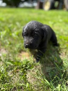1 LEFT! Purebred Black And Chocolate Lab Puppies - Photo 2