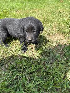 1 LEFT! Purebred Black And Chocolate Lab Puppies - Photo 3