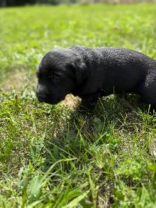 1 LEFT! Purebred Black And Chocolate Lab Puppies - Photo 4