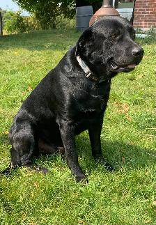 1 LEFT! Purebred Black And Chocolate Lab Puppies - Photo 5