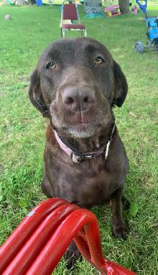 1 LEFT! Purebred Black And Chocolate Lab Puppies - Photo 6