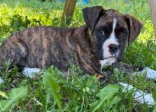 chiot femelle boxer