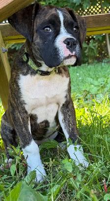 chiot femelle boxer - Photo 2