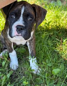 chiot femelle boxer - Photo 3
