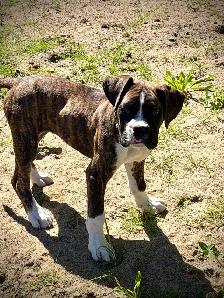 chiot femelle boxer - Photo 4