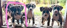 chiot femelle boxer - Photo 5