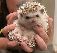 Hedgehogs