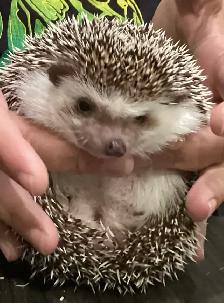 Hedgehogs - Photo 2