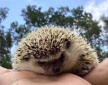 Hedgehogs - Photo 3