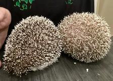 Hedgehogs - Photo 4