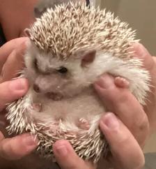 Hedgehogs - Photo 5