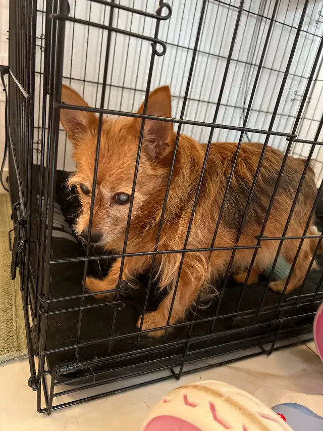 dog found spruce gardens area