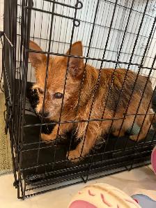dog found spruce gardens area