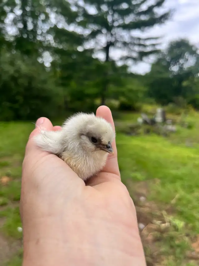 variety of day and week old chicks available