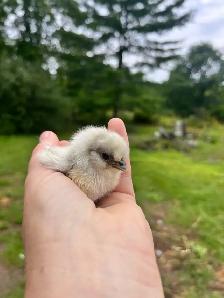 variety of day and week old chicks available