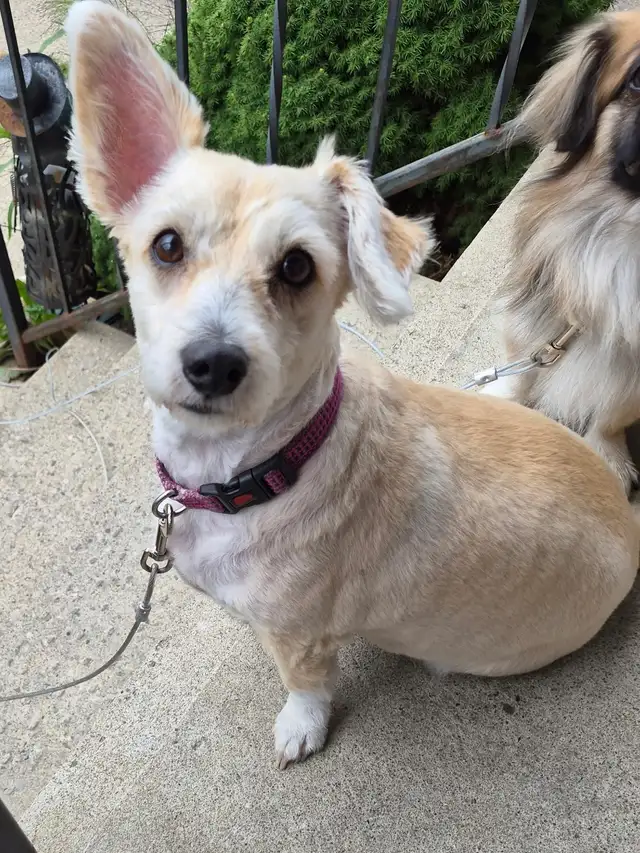 8 year old Corgi/Bichon